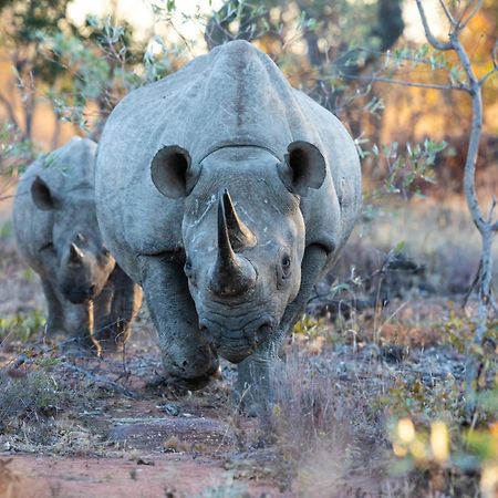 Nedile Lodge Welgevonden Vadrezervátum Kültér fotó